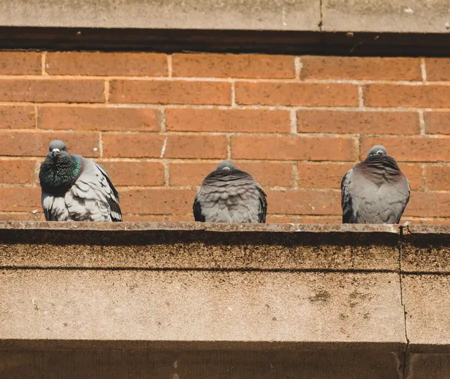 Pigeons sitting on a building ledge