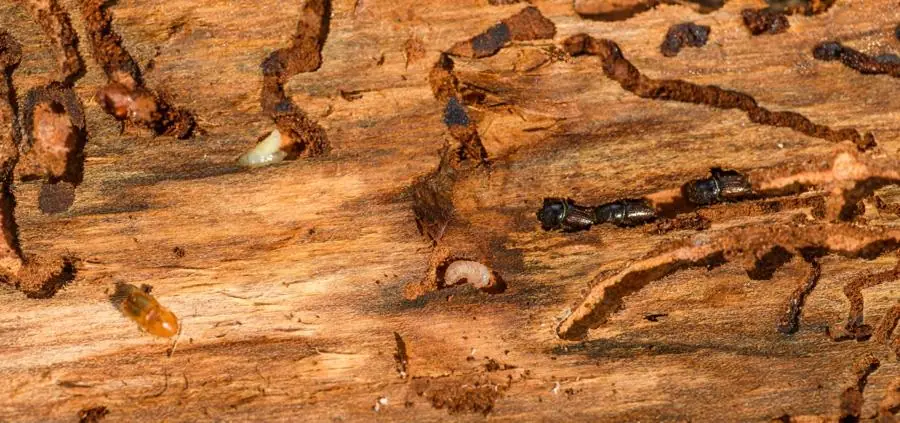 Close-up of termite damage in timber